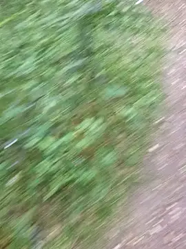 twitshe ওয়েবক্যাম শো