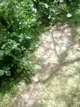 twitshe 网络视讯表演