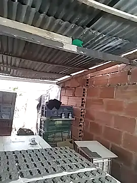 Show de hoteder na webcam