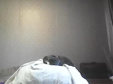 Alexia64231 Live Chatrum