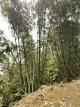 beobeo_2xx Webcam-Show