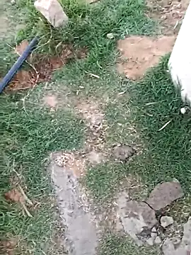 dolphiinn Webcam Show