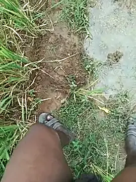 dolphiinn Show in webcam