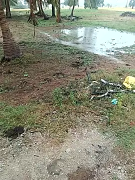 عرض كام dolphiinn