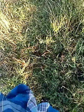 dolphiinn Webcam-Show