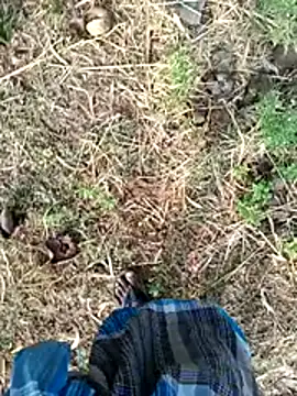 dolphiinn Webcam Show