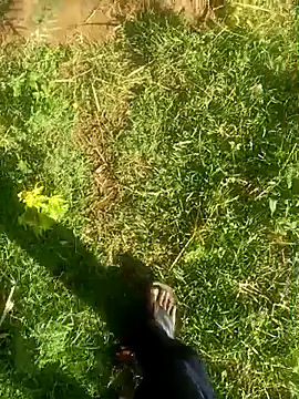 dolphiinn – webcam-show
