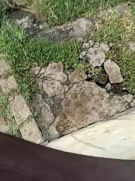 dolphiinn Webcam-Show