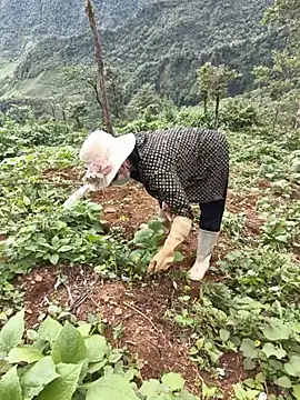 Thosew-venu 网络视讯表演