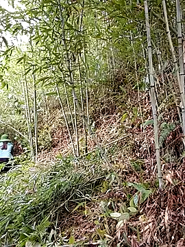 ngan-cute's Webcam Show