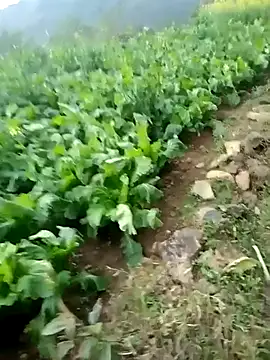 ngan-cute 网络视讯表演