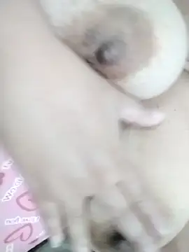 pimentinhabbw Adlı Modelin Canlı XXX Sohbeti