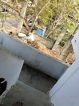 Show webcam de hemcrazy