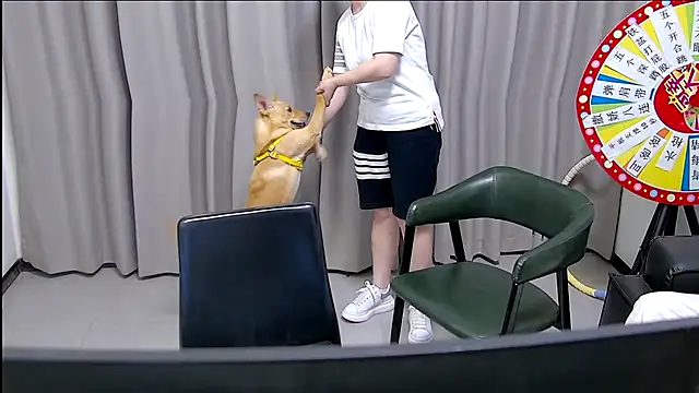 Show webcam de King-ovo