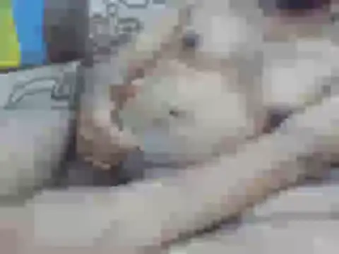 nick2445のウェブカメラショー