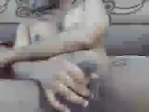 Show de nick2445 na webcam
