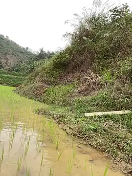 Irin_joのウェブカメラショー