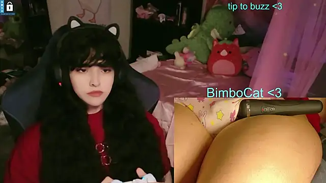 BimboCat Show Webcam