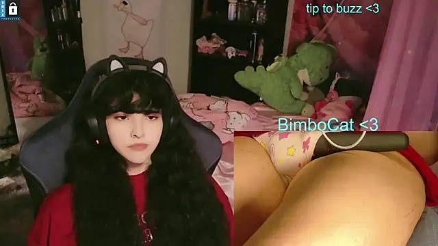 BimboCat Show Webcam