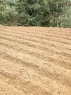 Show de webcam de tian7788