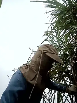 nangmo 在線直播表演