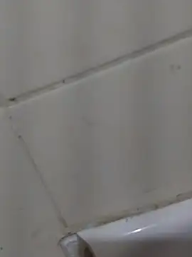Oscarinylupis2328 웹캠 쇼