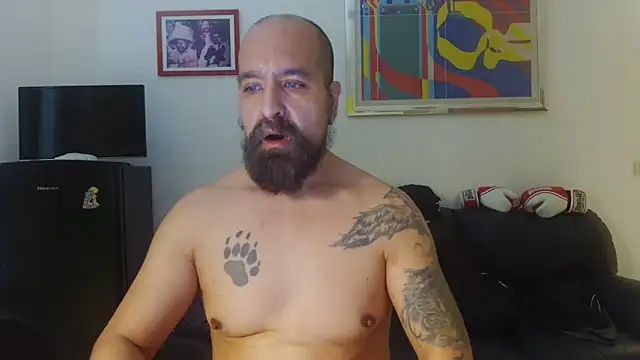 Pokazy przed kamerką – AMIRDIB2025