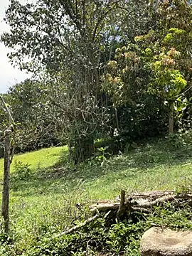 Glen_connor_11 Pertunjukan Webcam