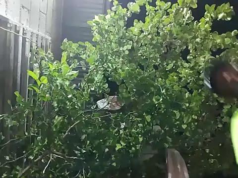 PIGHIGHDIRTY_p0n Webbikameraesitys