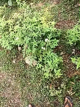 Sheela_Sex90's Webcam Show