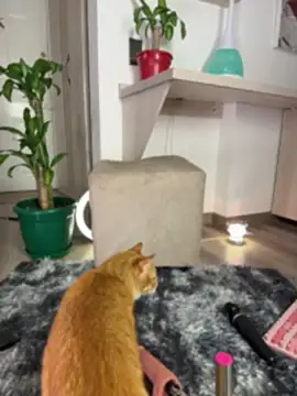 Živá chatovací místnost Talia_Foxx