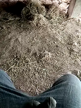Pusssyfuc – webcam-show