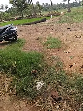 Pusssyfuc Webcam-Show