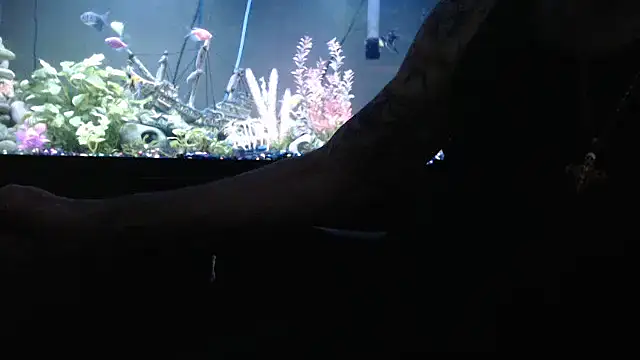 EspanolVato's Webcam Show