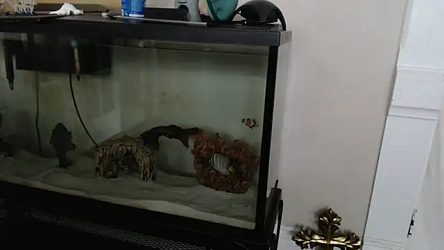 EspanolVato: вебкам-шоу