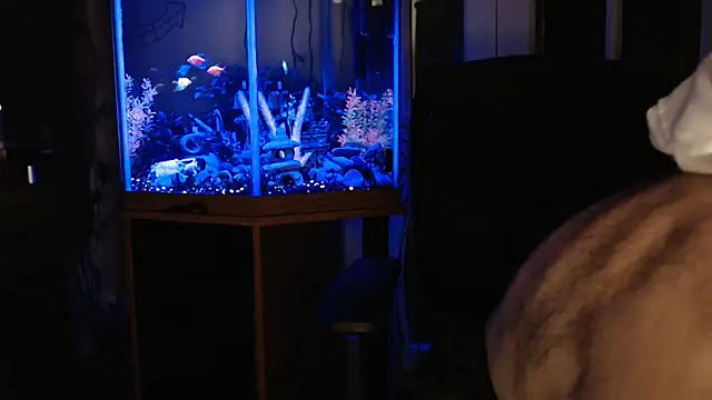 EspanolVato Show Webcam
