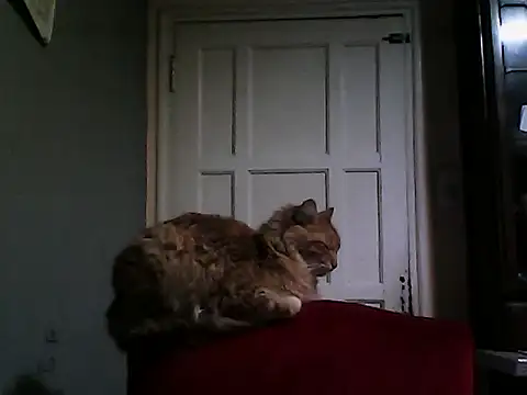 chokedonmybigcockn Webbikameraesitys
