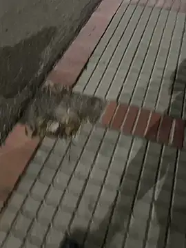 عرض كام Datoka_adrenaline