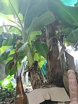 Billa2xのウェブカメラショー