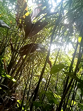 kaia-cam: διαδικτυακό σόου στην κάμερα