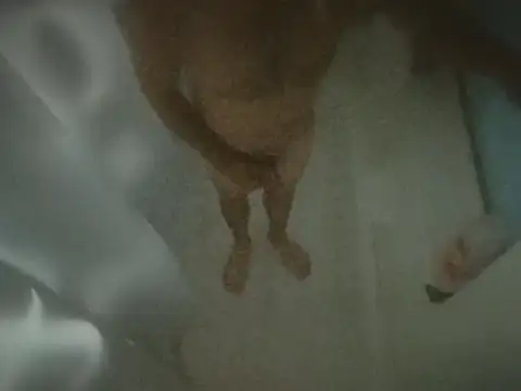 sterng6969のウェブカメラショー