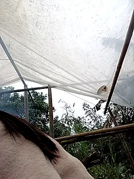 Rose-222 Show Webcam