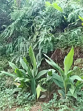 Hoa-tuylip ওয়েবক্যাম শো