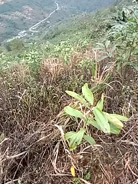 Webkamerová show cuunon11