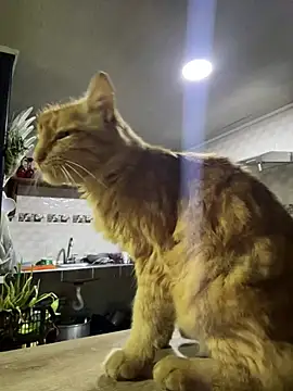 Živý XXX chat RachelWeisz_