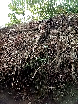 aiai220 Pertunjukan Webcam