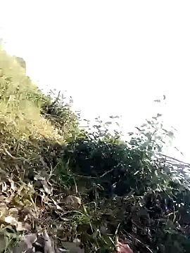 Show de Pallavi_hote na webcam