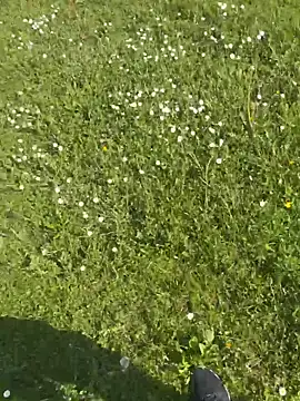 Webkamerová show Pervert898