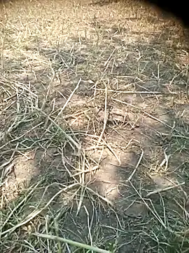 Show de webcam de Ambala1