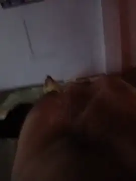 Pepito-031 webcam show